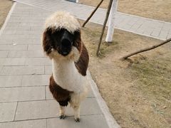 -黄龙溪欢乐田园