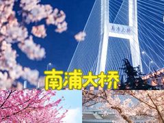 -顾村公园