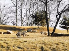 -北京野生动物园