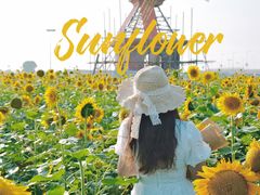 -杭州湾海上花田景区