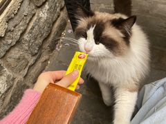 -喵屿·大理花园猫咖