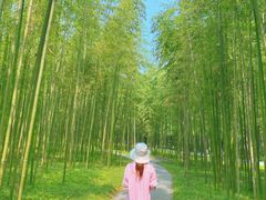 -黄海国家森林公园