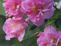 -成都市金牛区人民医院