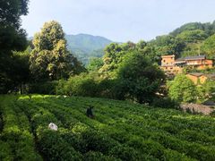 -杨家堂村