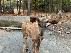 -清迈夜间动物园