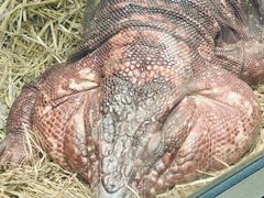 -清迈夜间动物园