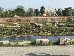 -泗洪洪泽湖湿地景区