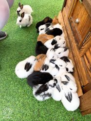 -萌宠亲子动物乐园(槐房万达店)