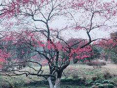 -杭州植物园
