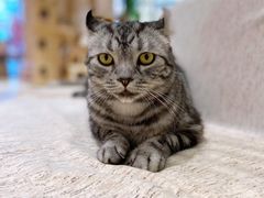 猫零食-藏猫猫咖啡主题馆(中央大道店)