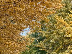 -长白岛森林公园