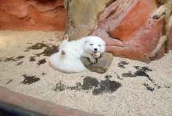 -Zoolung Zoolung动物主题公园(海信广场店)