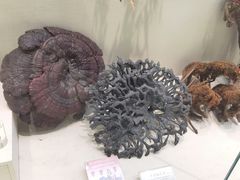-广东中医药博物馆