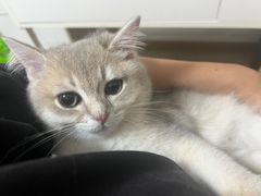 -70cat德文卷毛猫·缅因猫纯种猫舍