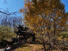 -千年银杏谷文化旅游区