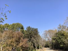 -上海海湾国家森林公园