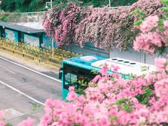 -深圳仙湖植物园-停车场