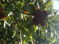 android_upload_pic-王家小院