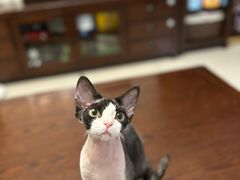 -pd派德宠物中心医院24H急重症·眼科中心·血液透析中心(嵩山北路店)