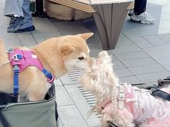 -比斯特上海购物村精品奥特莱斯