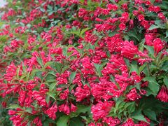 -北京西山国家森林公园