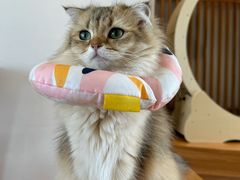-猫小主咖啡·猫咖cat cafe(福田店)