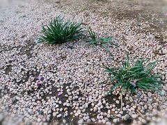 -天津东丽湖风景区