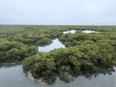 -北海金海湾红树林生态旅游区