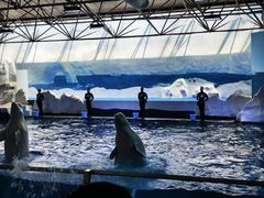 -秦皇岛乐岛海洋王国