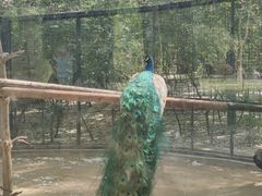 -石家庄市动物园