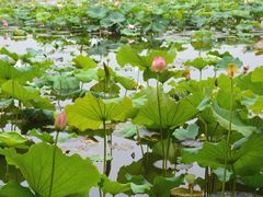 -荷塘月色湿地公园·向阳花洲