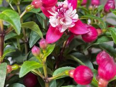 -花鸟鱼虫鲜花绿植市场(玉泉路店)