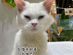 -藏猫猫咖啡主题馆(中央大道店)