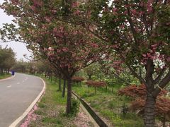 -天王浮山樱花园