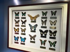 -上海昆虫博物馆