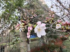 -高东镇樱花园