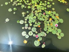 -羊亭河湿地公园