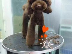 -沐沐家宠物(成寿寺店)