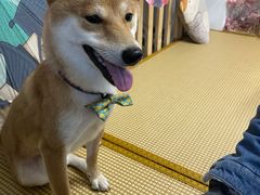 -柴迷FANS CLUB·柴犬狗咖·猫咖