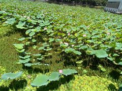 -荔湾湖公园