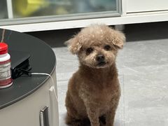 -美联众合动物医院·24h京西诊疗中心