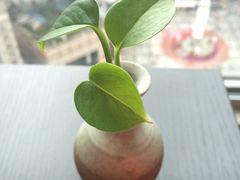 -笑福亭料理小馆(解放碑店)