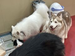 -和它·交个朋友·狗咖猫咖(爱琴海店)