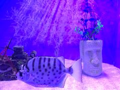-芜湖新华联大白鲸海洋公园