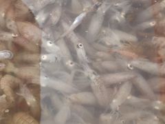 -海滨假日渔家海鲜