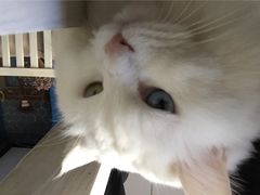 iphone_upload_pic-Anne猫窝咖啡屋
