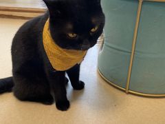 -猫在这儿猫咪咖啡馆·撸猫馆