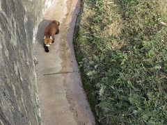 -都江堰中华大熊猫苑