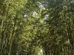 景点-橘子洲景区