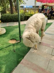 -萌宠亲子动物乐园(槐房万达店)